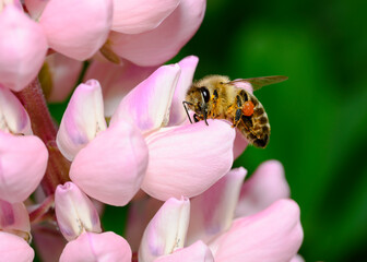 Close up view of a bee with a bag of honey on pink lupin flowers