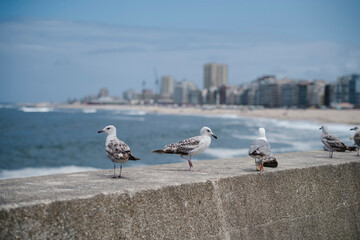 Obraz premium Seagulls on the ocean pier, with the city in the background in a blur.