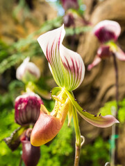 Lady slipper orchid is unique shape