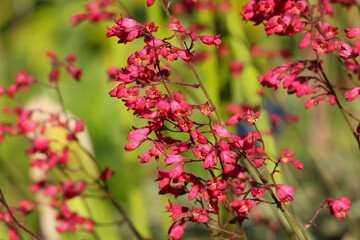 Close-up of Heohera blood - red flowers in a botanical garden (lat.
Heuchera sanguinea Engelm.  "Splebdens")