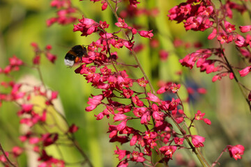 Close-up of Heohera blood - red flowers in a botanical garden (lat.
Heuchera sanguinea Engelm.  "Splebdens") and a bee on a flower