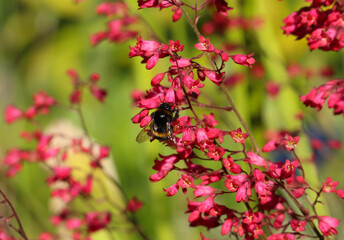 Close-up of Heohera blood - red flowers in a botanical garden (lat.
Heuchera sanguinea Engelm.  