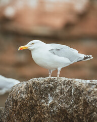 seagull on the rock