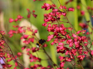 Close-up of Heohera blood - red flowers in a botanical garden (lat. Heuchera sanguinea Engelm.  "Splebdens") and a bee on a flower