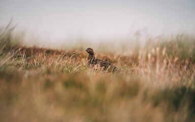 pheasant in the grass