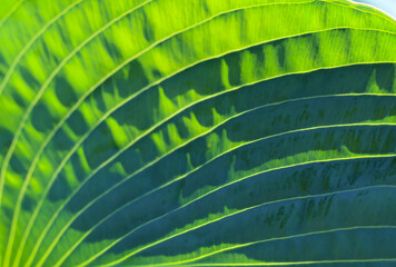 Close-up (macro shoot) of a hosta flower leaf (lat. Funcion) in sun  light as a green background or texture
