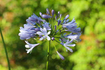 Close-up of flower buds of African agapanthus in a botanical garden (Agapanthus africanus)