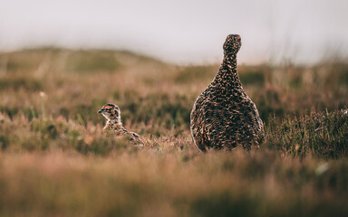 pheasant in the grass