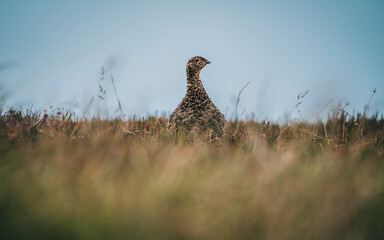 pheasant in the grass