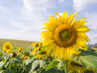 Sunflower under cloudy blue sky