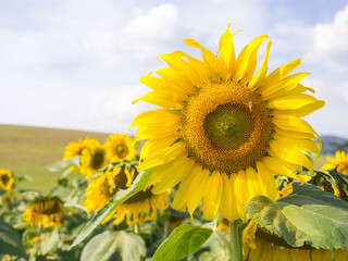 Sunflower under cloudy blue sky
