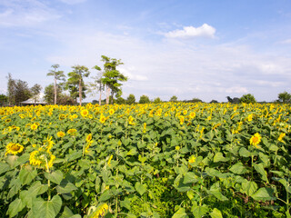 Fototapeta na wymiar Sunflower under cloudy blue sky