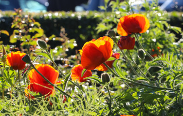 Close-up of red poppy flowers  in counter light on a natural blurry background, selective focus