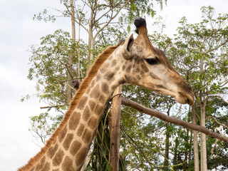Giraffe is tallest animal
