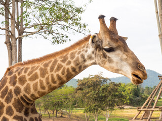 Giraffe is tallest animal