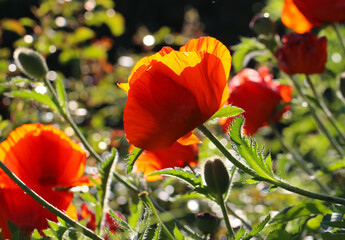 Close-up of red poppy flowers  in counter light on a natural blurry background, selective focus