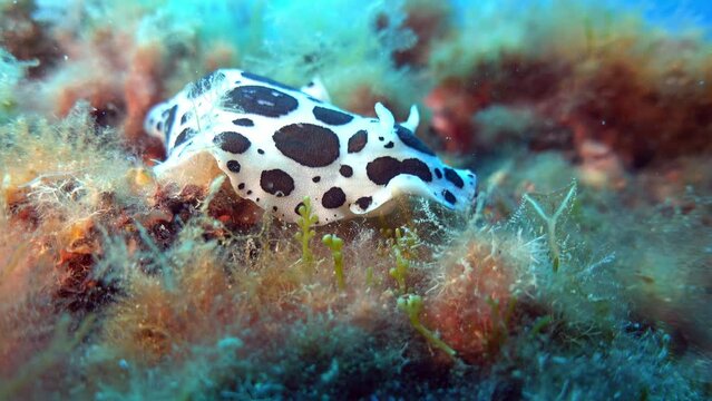Underwater scene - Little marine life - Cow nudibranch 