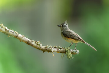 Tufted Titmouse Perched on Tree Branch