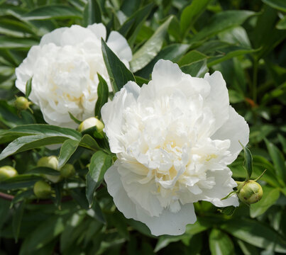 (Paeonia (x) lactiflora) Grandes fleurs blanches &agrave; p&eacute;tales doubles de Pivoine de Chine 'Duchesse de Nemours' ou pivoine herbac&eacute;e