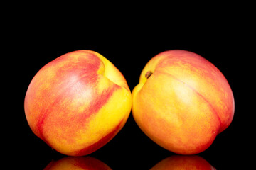Two sweet organic nectarines, close-up isolated on a black background.
