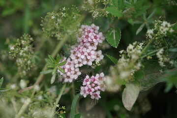 lila oder rosa Farben Blüten inmitten von grünen Pflanzen zur Sommerzeit, Tausendgüldenkraut