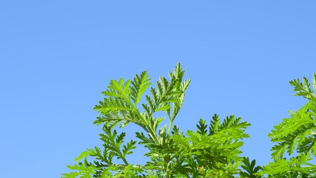 sweet annie, chinese medicinal herb, fresh herb on a turn table