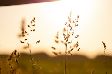 Meadow grass and flowers in the evening golden hour with blurred background. Summer, spring and autumn nature scenic backdrop. Beautiful, natural pampas and reeds plants on a field in sunset. Blur