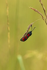 Sechsfleckwidderchen (Zygaena filipendulae) an Grashalm