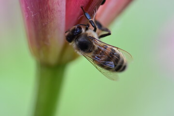 bee on a flower