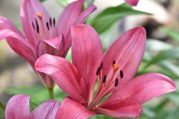 close up of pink lily