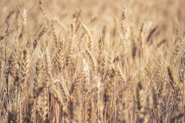 Field Of Wheat Background