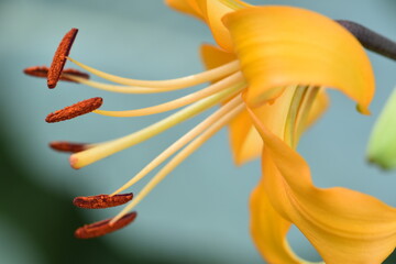 Fototapeta na wymiar tiger lilly flower