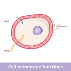 Cell membrane functions. Plasma membrane is involved in several activities, including information (impulse) transportation, transportation (import and export) of particles or molecules and flexibility