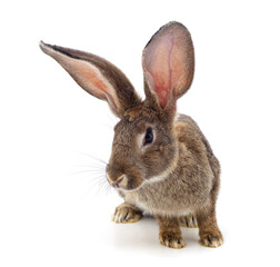 Obraz premium One brown rabbit.
