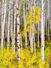 White Aspen Trunks With Golden Fall Foliage 