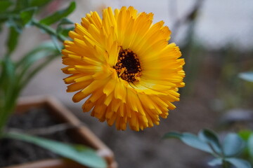 This is image of Pot marigold , which is captured from closeup