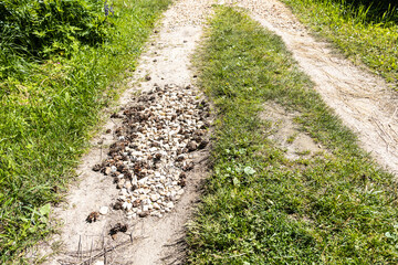 Fototapeta na wymiar pit on dirt road filled with rubble and pine cones in holiday village on sunny summer day