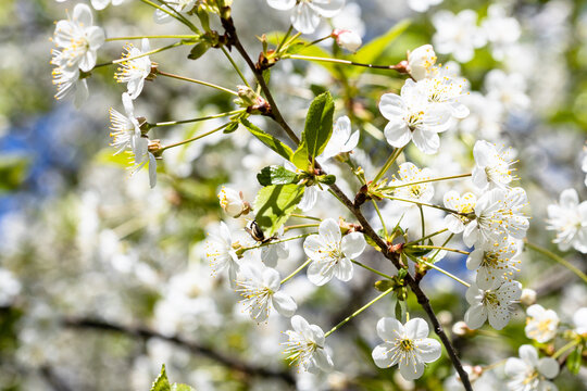 white blossoms of cherry tree closeup in spring