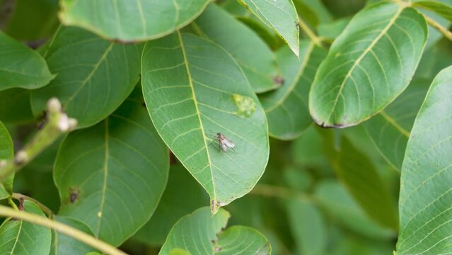 Insect fly on a green leaf of a walnut tree. Farm pest
