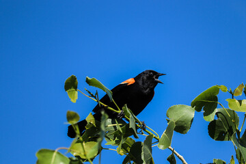 A red-winged blackbird (Agelaius phoeniceus) sings loudly as it sways on a leafy branch in the wind against a deep blue sky. 