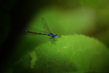 blue dragonfly on a leaf