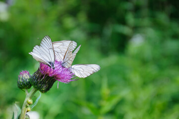 Few black-veined white butterflies on thistle flower at summer day close-up view