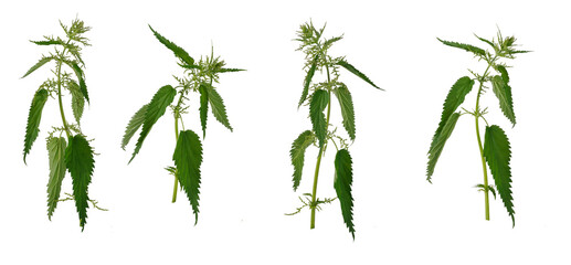 Few stems of nettle with leaves on white background