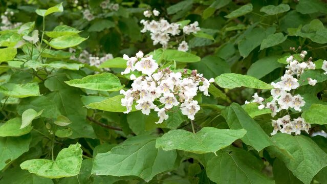 Northern catalpa white flowers on Indian bean tree branch. Bignoniaceae family