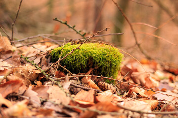 Photo of a clump of moss surrounded by forest cover at close-up.