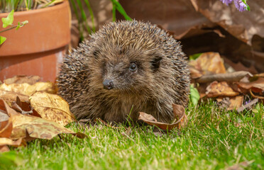 Hedgehog, Scientific name: Erinaceus Europaeus.  Close up of a wild, native, European hedgehog in Summertime, foraging in natural garden habitat with terracotta plant pot. Facing front. Space for copy © Moorland Roamer