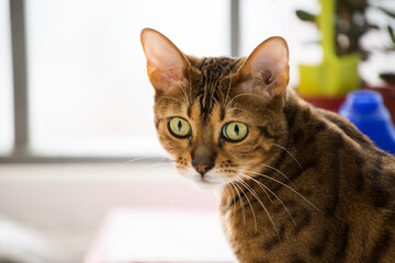 Bengal cat, in a bright modern apartment in daylight.
