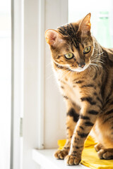 Fototapeta na wymiar portrait of a luxurious bengal cat