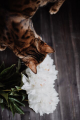 portrait of a luxurious bengal cat on a dark background with white peonies