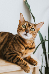 Bengal cat, in a bright modern apartment in daylight.